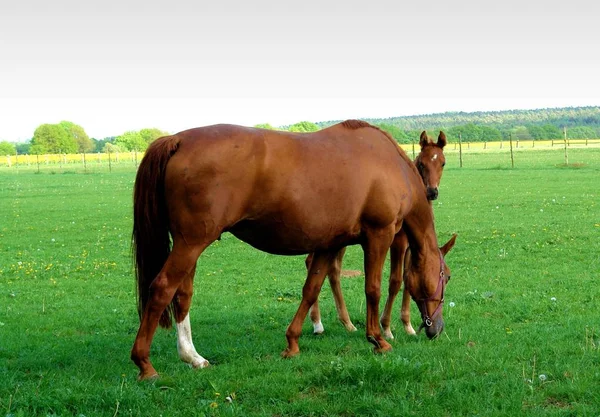 昼間は屋外の馬 — ストック写真