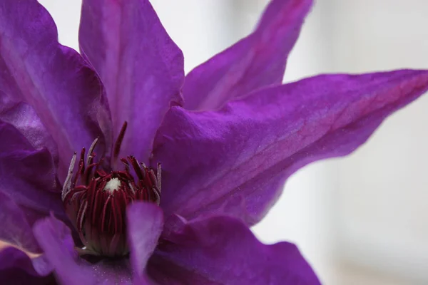 Clematis Violet Pétales Fleurs — Photo