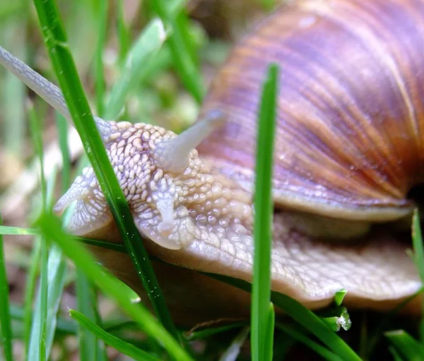 Elica Mollusco Chiocciola Animale Guscio — Foto Stock