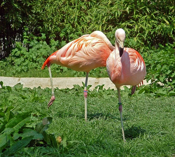 Flamingo Natürlicher Vogelhintergrund — Stockfoto