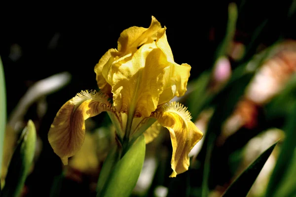Мальовничий Вид Красиву Квітку Ірису — стокове фото