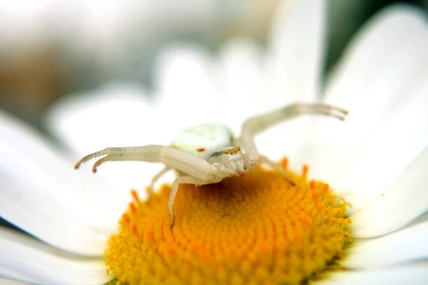 カニのクモや虫の野生動物 — ストック写真