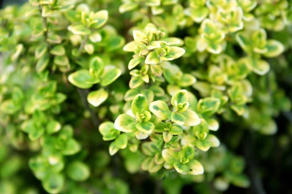 Green Plant Garden — Stock Photo, Image