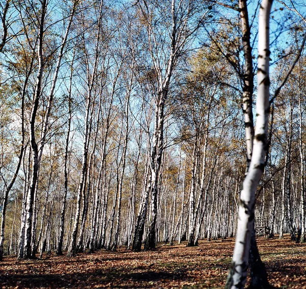 Bouleaux Arbres Dans Nature Botanique — Photo