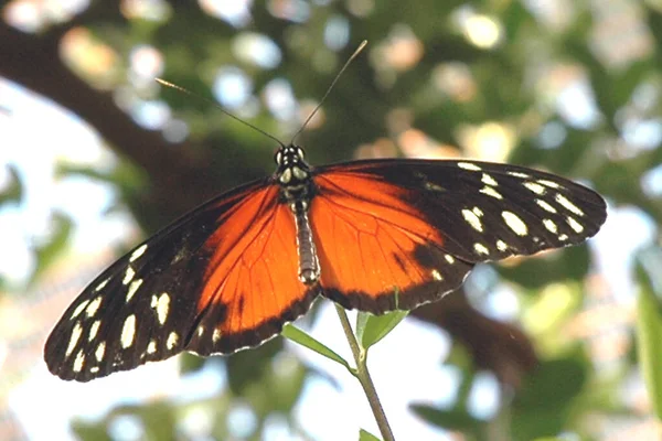 Närbild Bild Vackra Färgglada Fjäril — Stockfoto