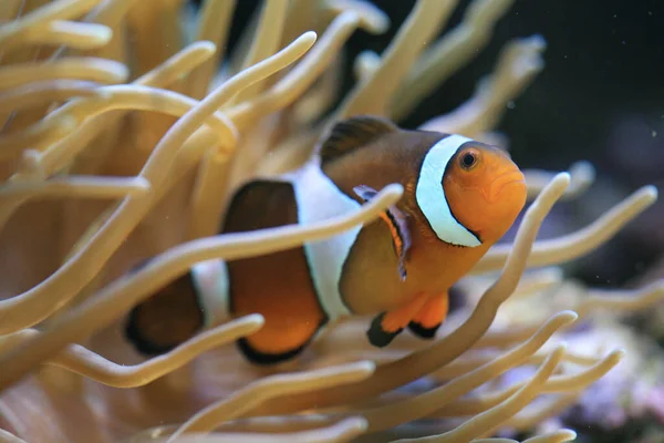 Pez Payaso Arrecife Submarino Con Peces —  Fotos de Stock