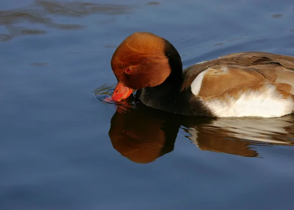 Aussichtsreiche Aussicht Auf Schöne Vögel Der Natur — Stockfoto