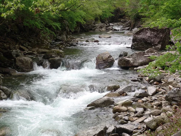 Güzel Iris Çiçeğinin Manzarası — Stok fotoğraf