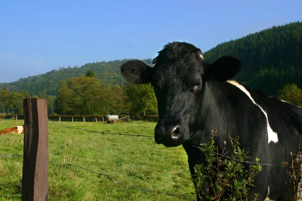 Close Van Koe Wilde Natuur — Stockfoto