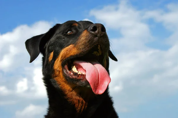 Portrait Cute Dog — Stock Photo, Image