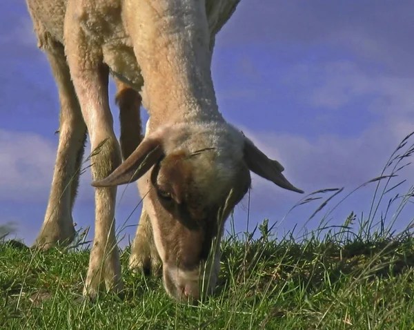 Domestic Sheep Pasture — Stock Photo, Image