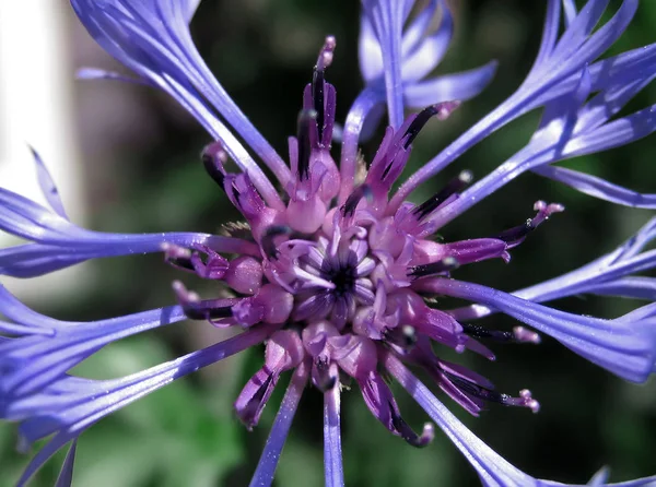 Impressive Name German Just Filzflockenblume — Stock Photo, Image