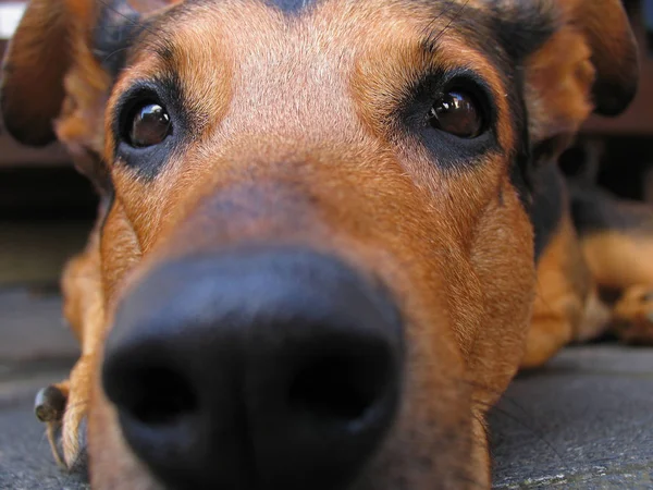 Retrato Lindo Perro — Foto de Stock