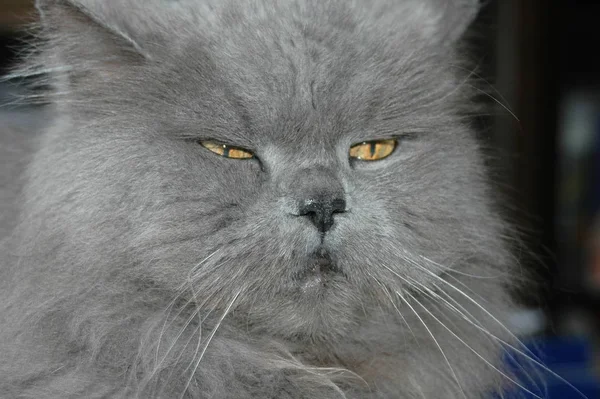 Retrato Gato Bonito — Fotografia de Stock