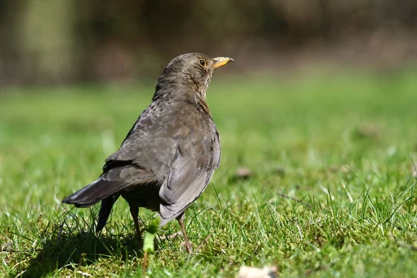 Mirlo Pájaro Cantor Ornitología Fauna — Foto de Stock