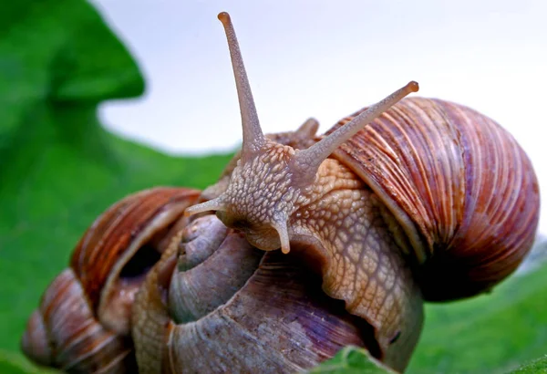 Helix Csiga Puhatestű Kagyló Állat — Stock Fotó