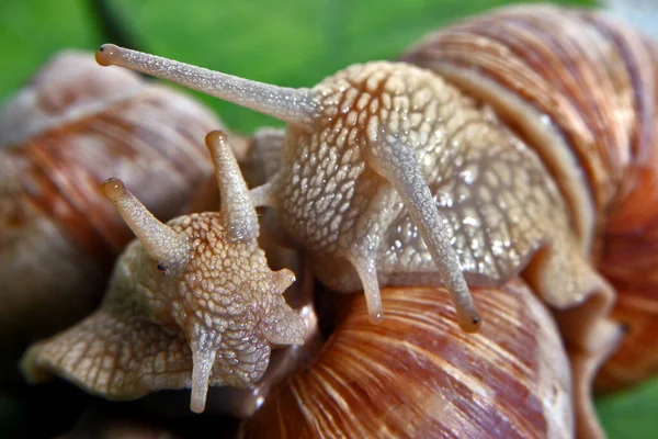 黏糊糊的鼻涕蜗牛爬虫 — 图库照片