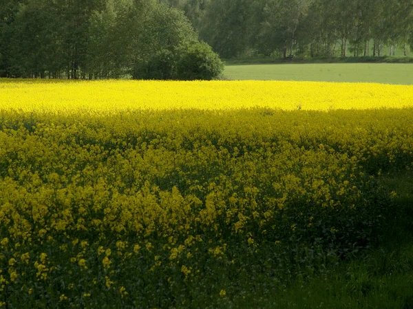Pole Rzepaku Żółtego Rolnictwo — Zdjęcie stockowe