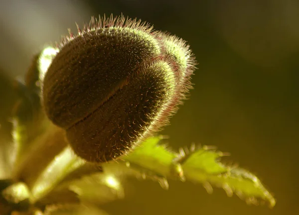 Närbild Vackra Vilda Vallmo Blommor — Stockfoto