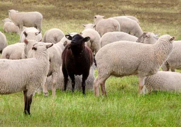 Schafe Lämmer Und Vieh — Stockfoto