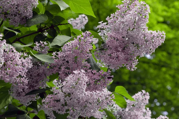 紫丁香花瓣 春植物 — 图库照片