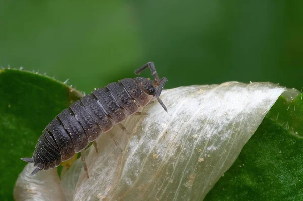 Nahaufnahme Von Wanzen Der Wilden Natur — Stockfoto