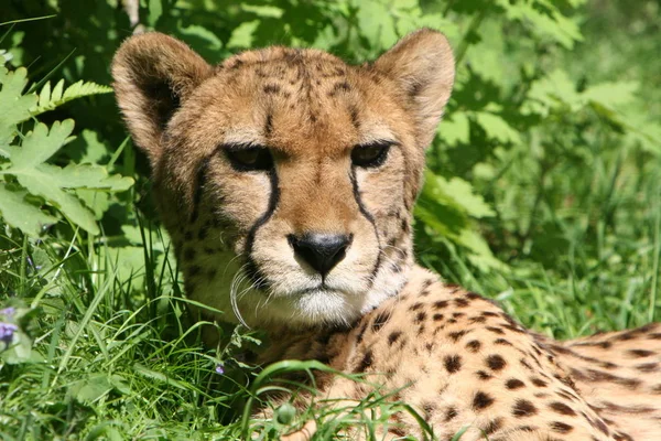 Guépard Tacheté Grand Chat Prédateur — Photo