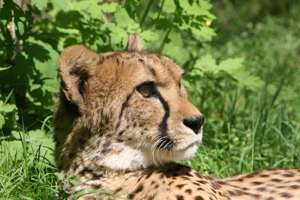 Benekli Çita Yırtıcı Büyük Kedi — Stok fotoğraf