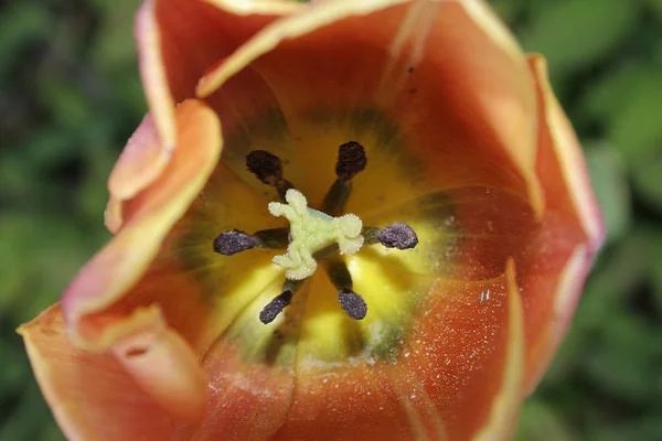 Krásné Jarní Tulipány Květiny Flóra — Stock fotografie