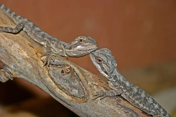 Dragão Barbudo Lagarto Exótico Reptiliano — Fotografia de Stock