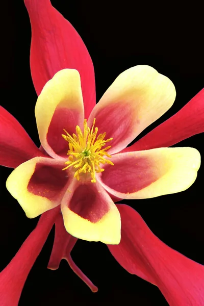 コロンビンの花の花弁 グラニスボンネット コロンビン — ストック写真