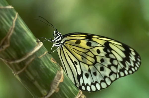 Гўrbol Blanco Nymph Mariposa Muy Agradable Asiгіn Aquí Casa Mariposa — Foto de Stock