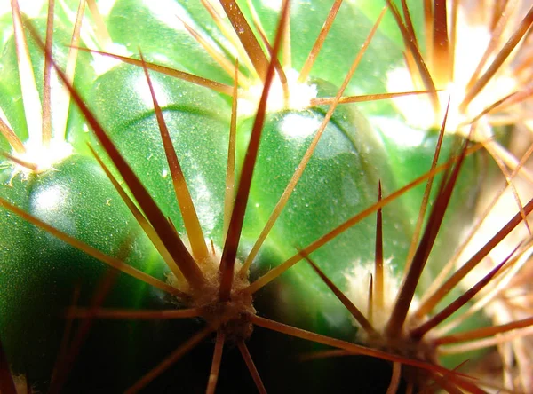 Cactus Planta Tropical Flora —  Fotos de Stock