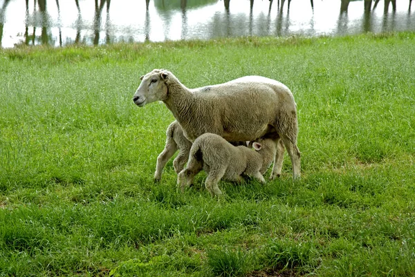 Landschappelijke Visie Landbouw Het Platteland — Stockfoto