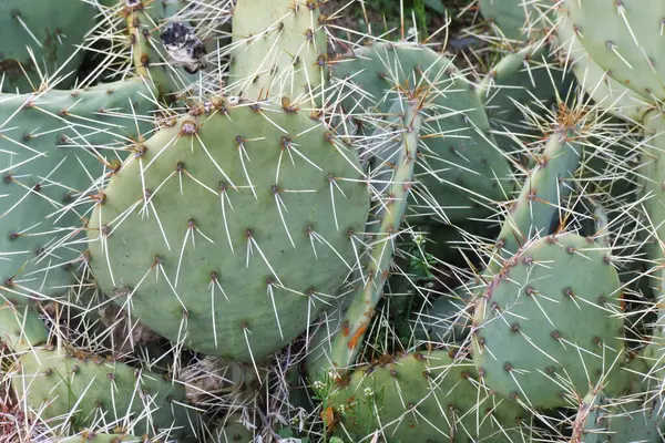 Kaktus Tropische Pflanze Flora — Stockfoto