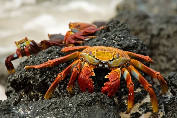 螃蟹在黑色的熔岩上在加拉帕戈斯岛上见到过 — 图库照片