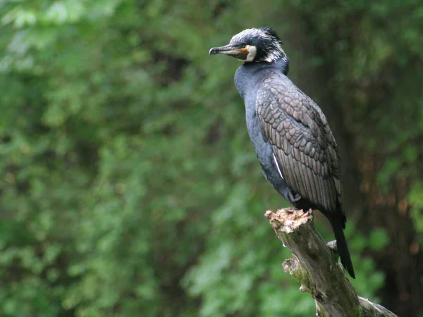 Vue Panoramique Magnifique Oiseau Cormoran Nature — Photo