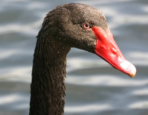 Vista Cênica Cisnes Majestosos Natureza — Fotografia de Stock