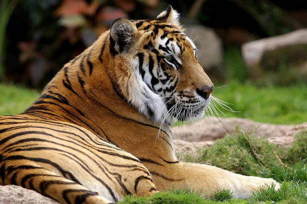 Cierre Tigre Zoológico — Foto de Stock