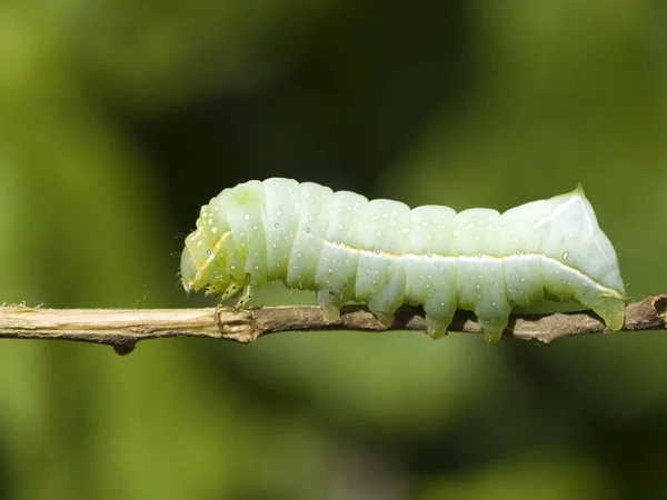 Insecto Oruga Gusano Pequeño — Foto de Stock