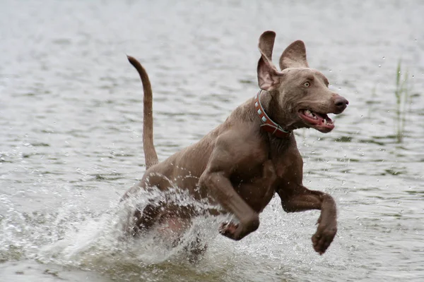 Porträtt Söt Hund — Stockfoto