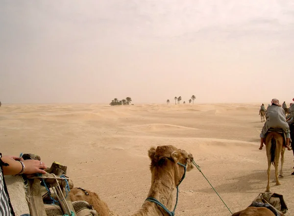 Turistler Sahara Çölünde Fas Yürüyorlar — Stok fotoğraf