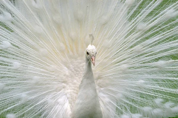 Weißer Pfau Vogel Exotischer Pfau — Stockfoto