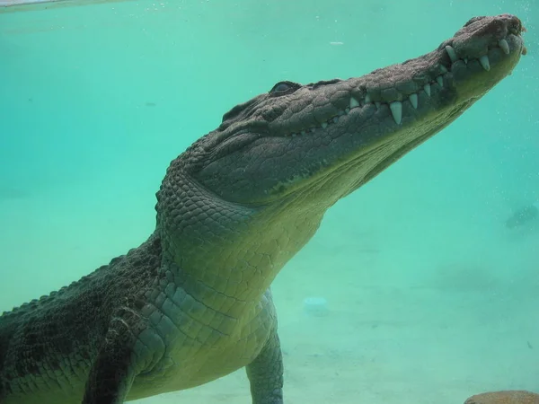 Alligátor Krokodil Állat Kétéltű Ragadozó — Stock Fotó
