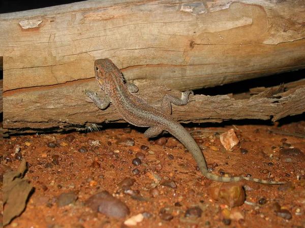 Gros Plan Lézard Dans Habitat Concept Sauvagerie — Photo