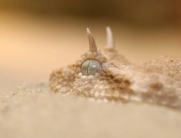 Dangerous Snake Viper Animal — Stock Photo, Image