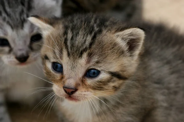 Gato Juguetón Divertido Animal Mascota Concepto — Foto de Stock