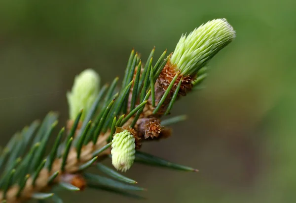 Bel Colpo Botanico Carta Parati Naturale — Foto Stock