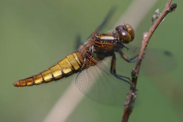 Odonata 잠자리 자연의 식물상 — 스톡 사진