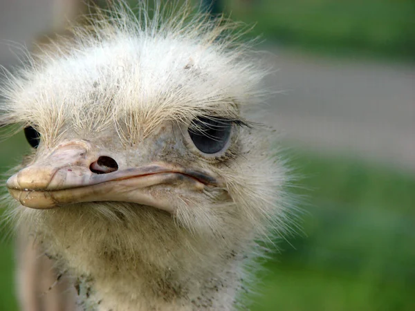 Vacker Utsikt Över Vacker Fågel Naturen — Stockfoto